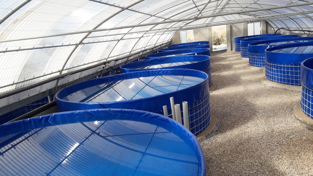 تصویر آژاکسی